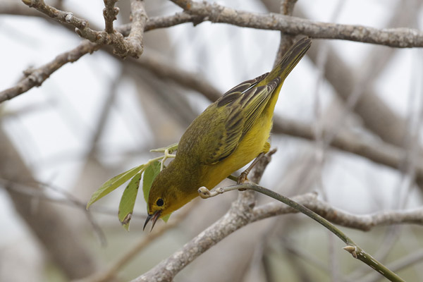 Yellow Warbler